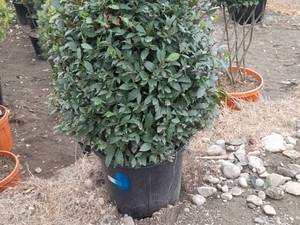 گیاه برگ بو بوته ای 