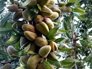 خرید نهال بادام خوشه ای