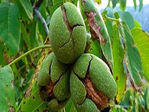 خرید نهال گردو فرنور