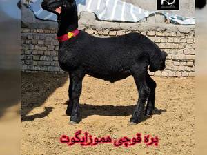 بره قوچ چندقلوزا قرمز