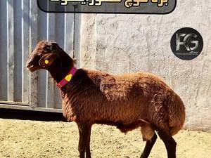 بره قوچ همو زيگورات