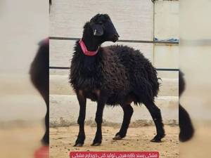 بره قوچ همو زيگورات