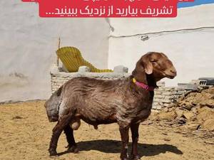 قوچ با فنوتیپی