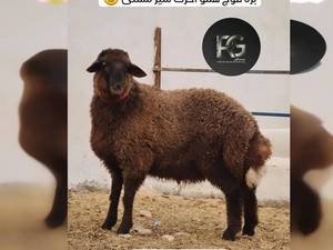 بره قوچ همو