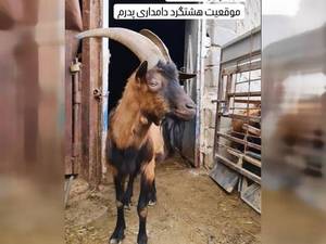 نر بز آلپاين دوساله