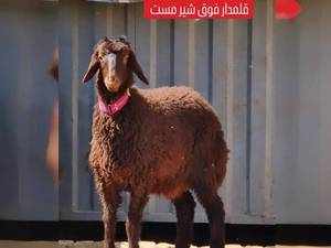 بز نر همو