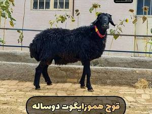 قوچ هموزایگوت دوساله
