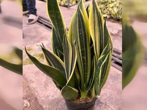 تولید گل سانسوریا در اصفهان