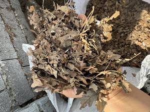 برگ بلوط ساری برای گلدان 