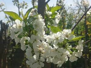 پرورش و فروش نهال آلبالو مجاری چند ساله