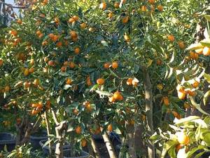 فروش و قیمت درختچه کامکوات