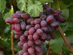 خرید نهال انگور کریمسون
