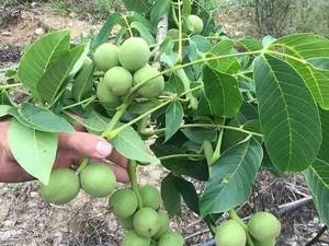 فروش نهال گردو ژنوتیپ در میانه