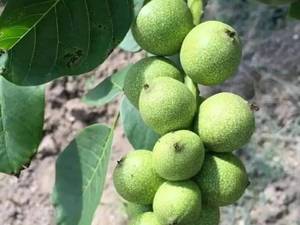 فروش نهال گردو ژنوتیپ در میانه