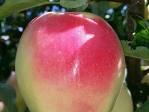 خرید نهال انواع سیب در میانه