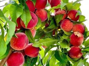 خرید نهال هلو پرز بلند در ارومیه