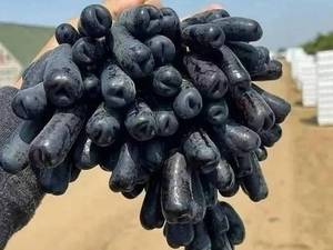 نوع رقم انگور شمشیری قرمز میانه