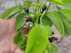 پرورش و فروش نهال گلابی آنجلا 