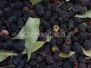 قیمت بذر مورد اصفهان