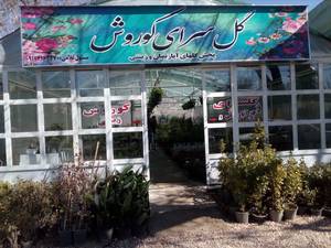 سانسوریا