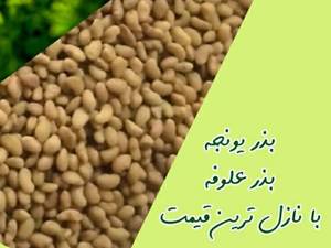 خرید و قیمت بذر یونجه و علوفه 