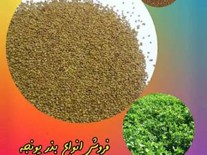 خرید و قیمت بذر رنجر آمریکایی 