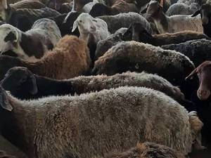 فروش گله افشاری جوان در اصفهان
