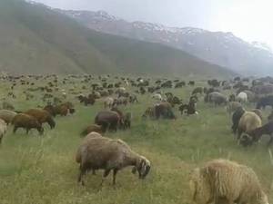 مرکز خرید و فروش گوشفند در اصفهان