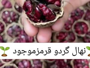 خرید نهال گردو قرمز در مازندارن