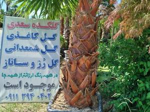 انواع گل گیاه بیرونی