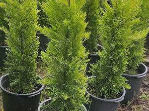 قیمت گیاه لافسون فیجی خورده