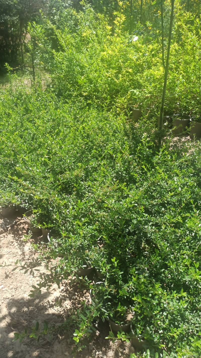 گیاه پیروکانتا یا زالزالک وحشی