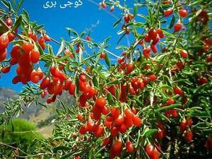 فروش عمده نهال گوجه بری 