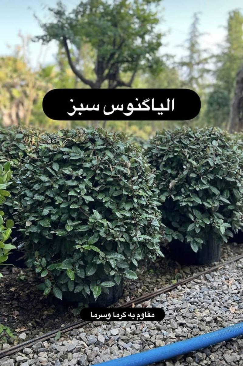 خرید و قیمت درختچه آلیاگنوس درگیلان
