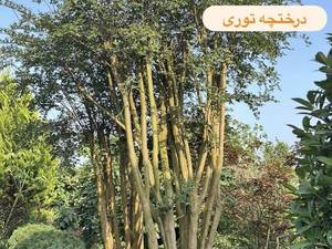 فروش درختچه توری در گیلان چابکسر