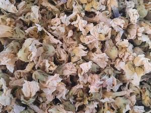 تولید و فروش گل ختمی سفید