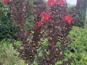 درختچه لاگرسترمیا یا توری (Lagerstroemia)