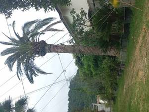 پرورش و فروش نخل فونیکس در مازندران