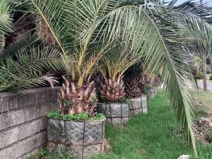 پرورش و فروش نخل فونیکس در مازندران