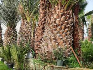 پرورش و فروش نخل فونیکس در مازندران