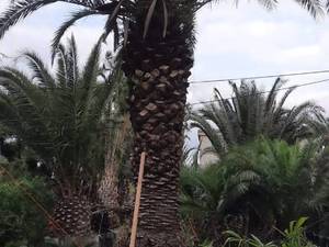 پرورش و فروش نخل فونیکس در مازندران