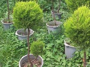 قیمت کاج لاوسون توپیاری در شیراز