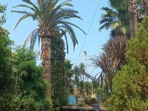فروش یوکا در تهران