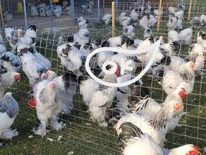 خرید مرغ و خروس نیمچه برهما