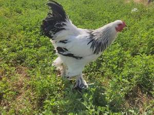 خرید مرغ و خروس نیمچه برهما