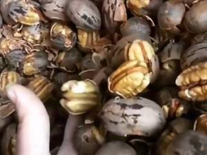 خرید نهال گردو پکان مکزیکی  درمازندران