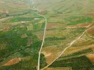 خرید نهال بادام شاهرود دیرگل 