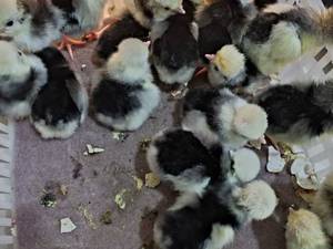 فروش جوجه لهستانی معروف تخم نطفه دار