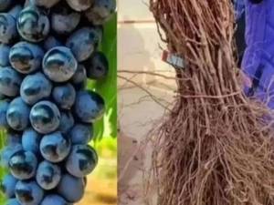 خرید نهال انگور سیاه سردشت