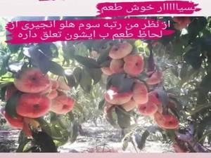 نهال هلو انجیری زودرس